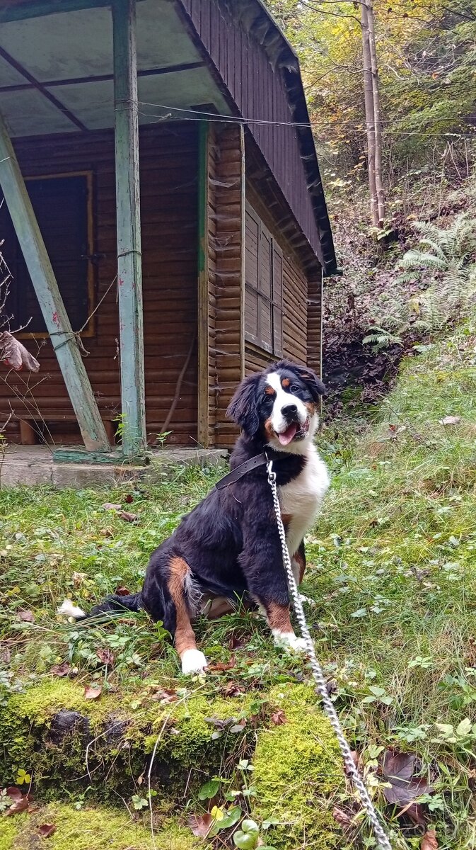 Salašnicky bernardin - 3