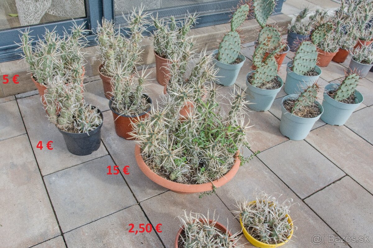 Predám kaktusy - 3