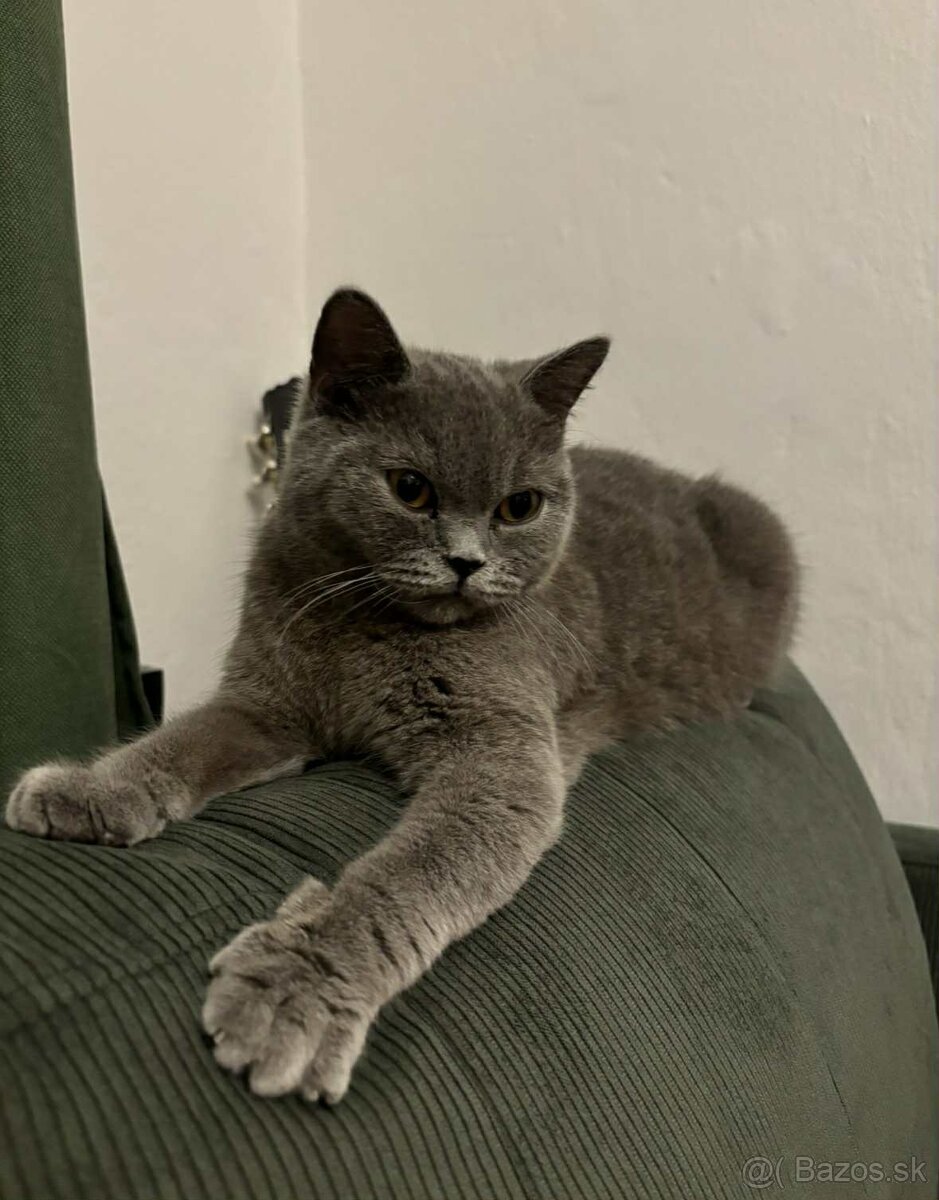 Britská mačka modrá - 3