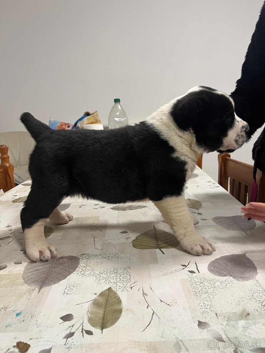 Stredoázijský ovčiak SAO - 3