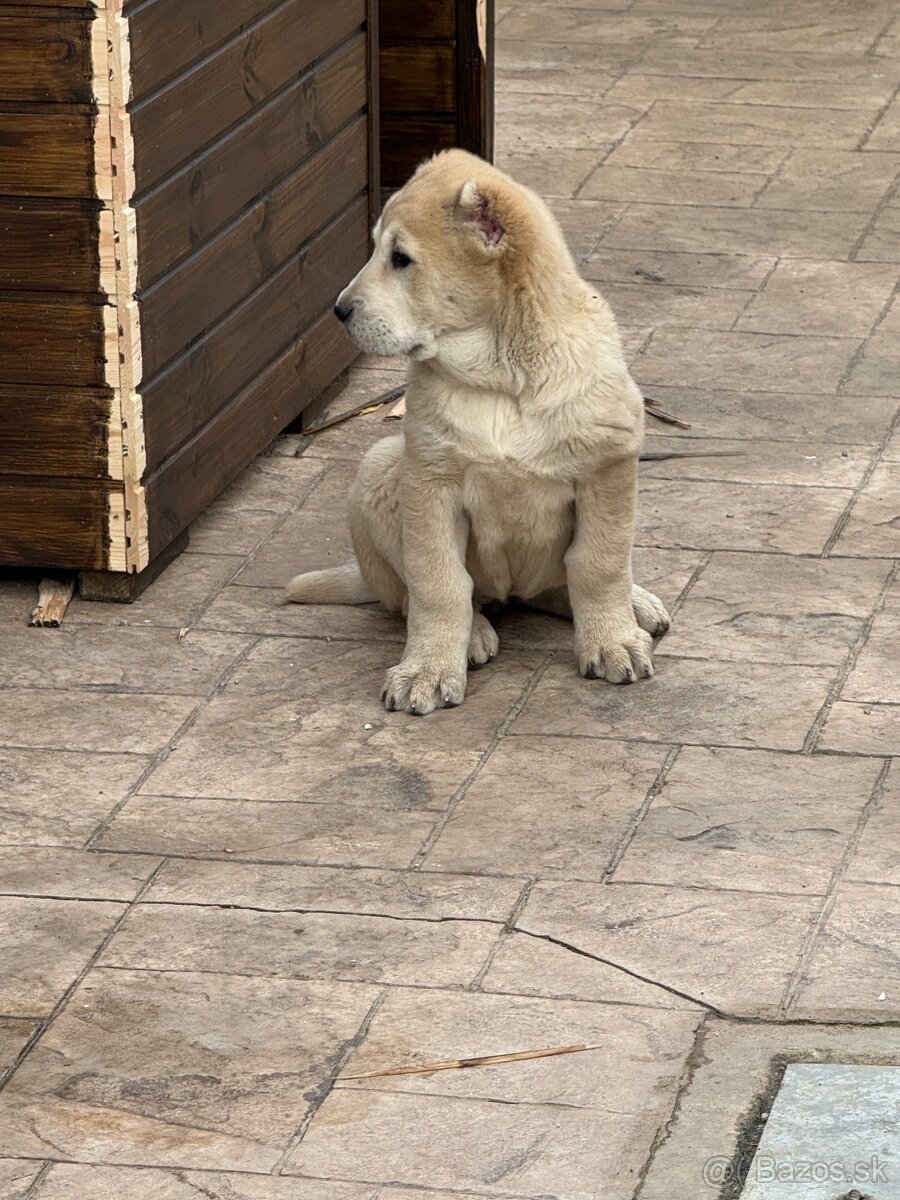 Stredoázijský ovčiak SAO - 3