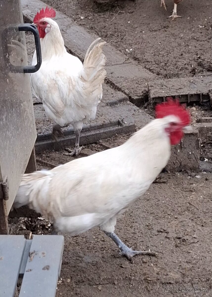 Predám mladých kohútov - 3