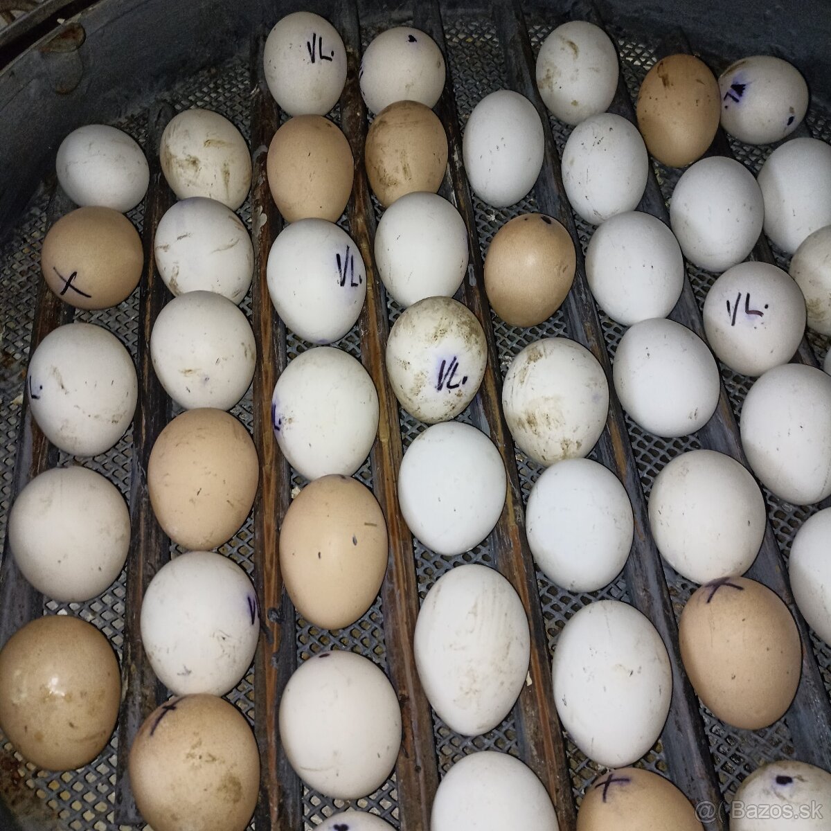 Ponúkame kuriatka - 3