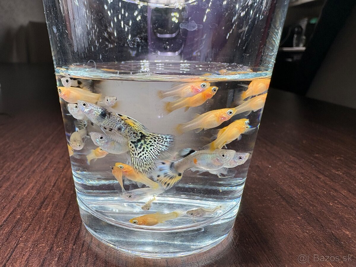 Gupky, molly, krevety - 3