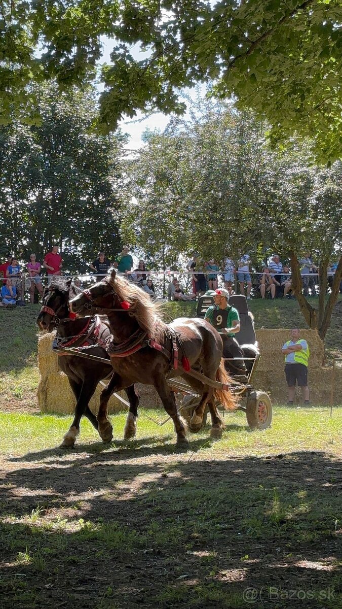 Pripúšťanie plemennými žrebcami - 3