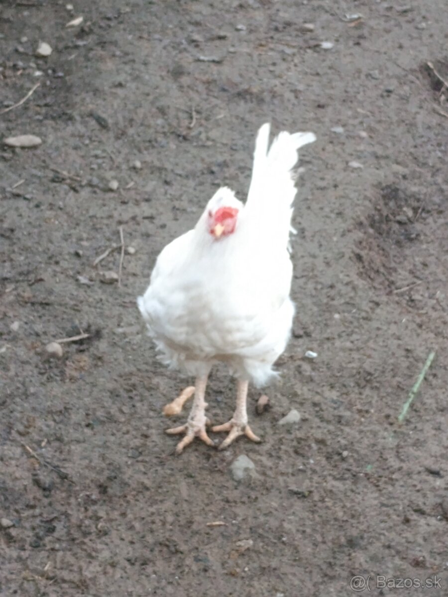 Predám kohúta - 3