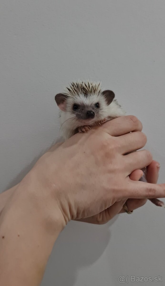 Ježko africký bielobruchý - 3