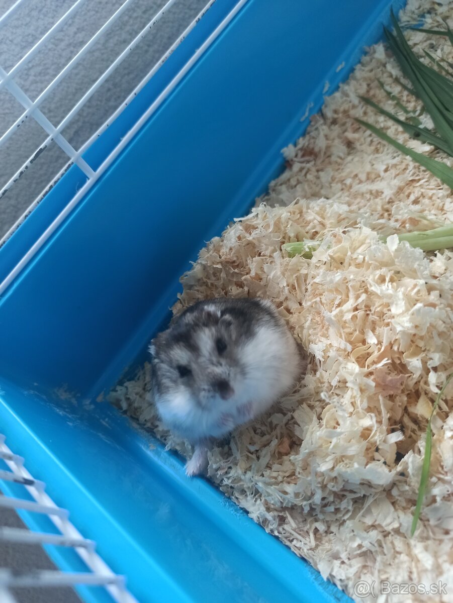 Škrečok + klietka - 3