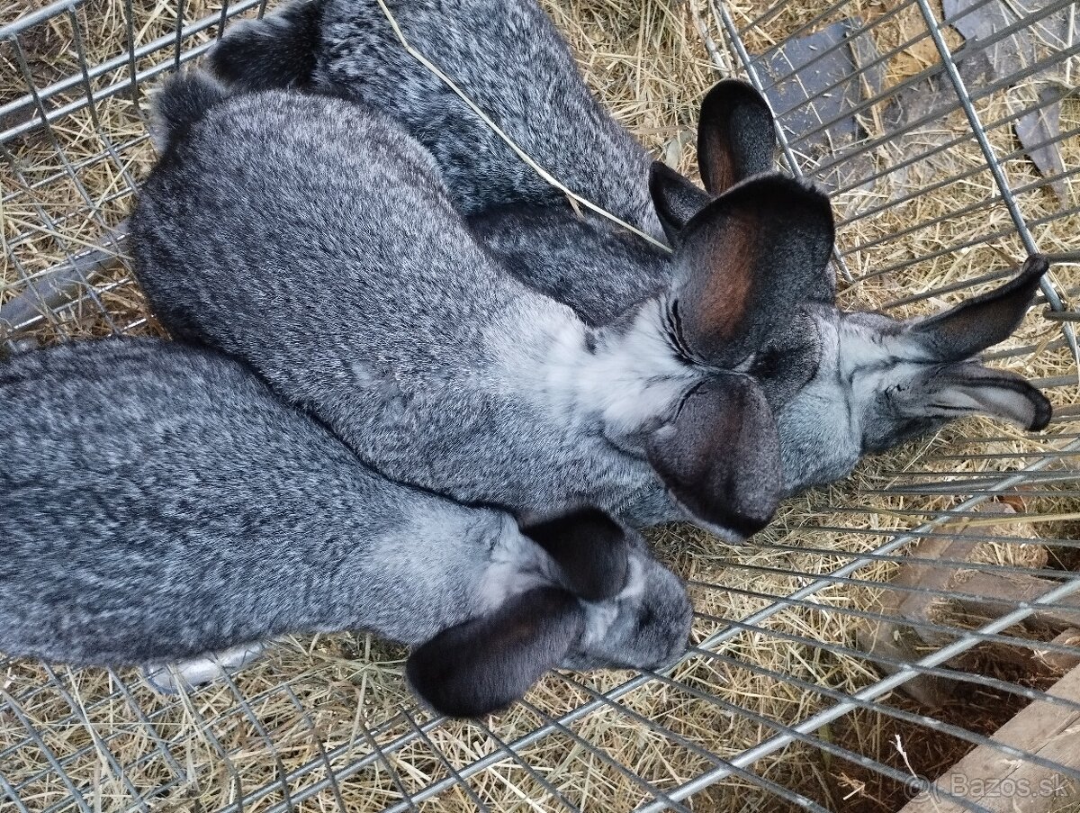 Cinčila Velka - Mäsové plemeno - 3