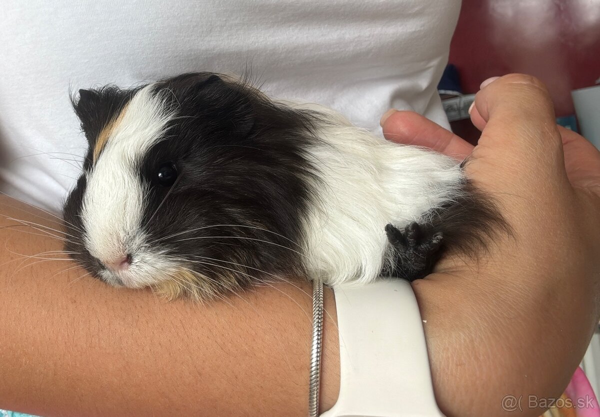 Morča s kompletným vybavením - 3