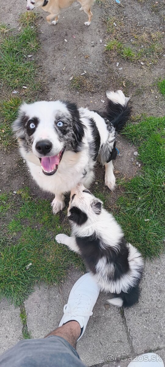 border kolia merle - 3