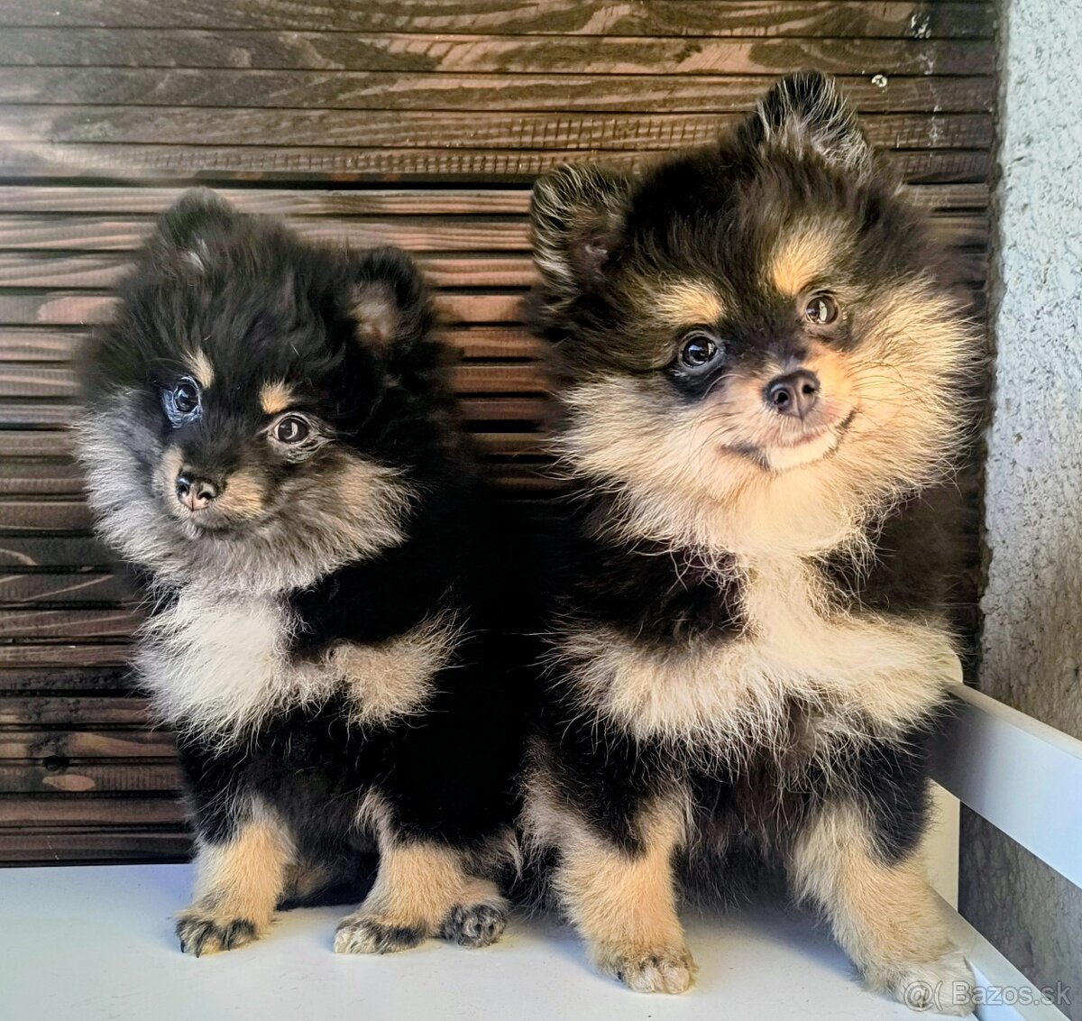 Oranžový špic- Typ Pomeranian - 3