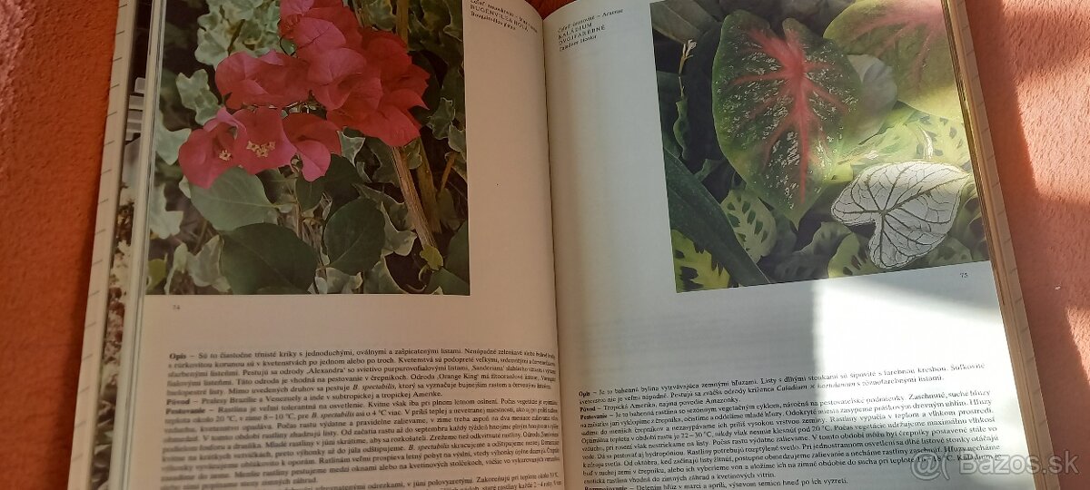 Kvety moja záľuba - 3