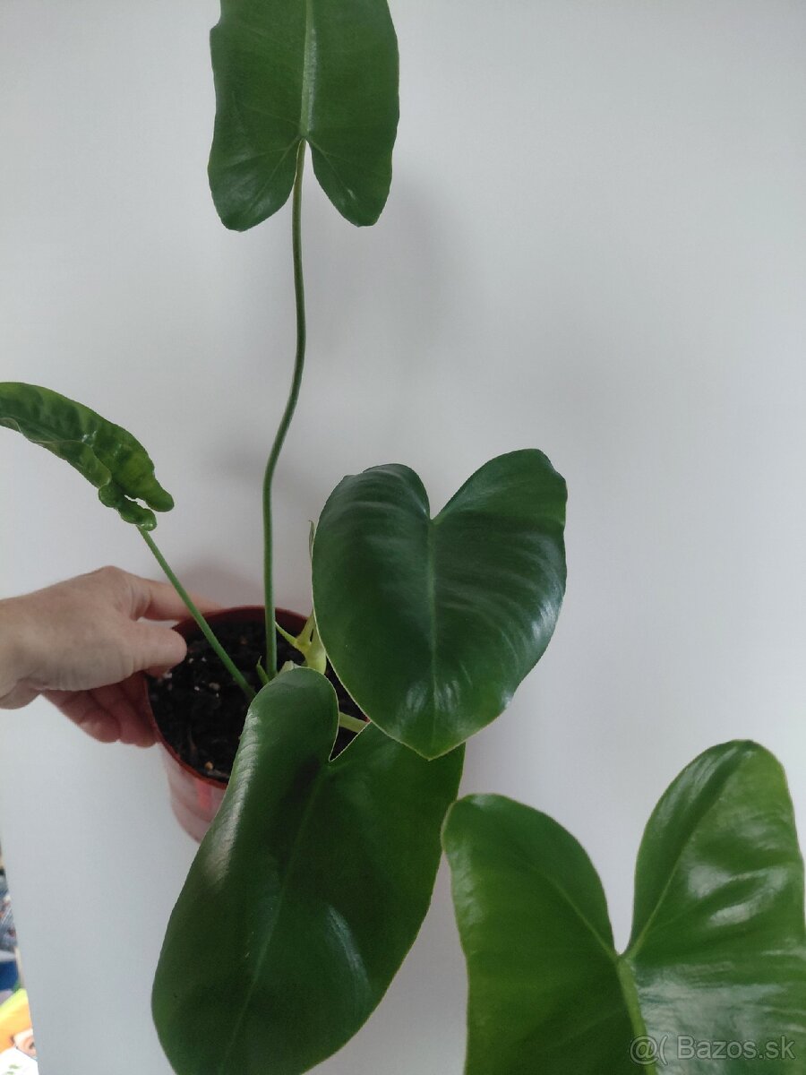 Philodendron Burle Marx - 3