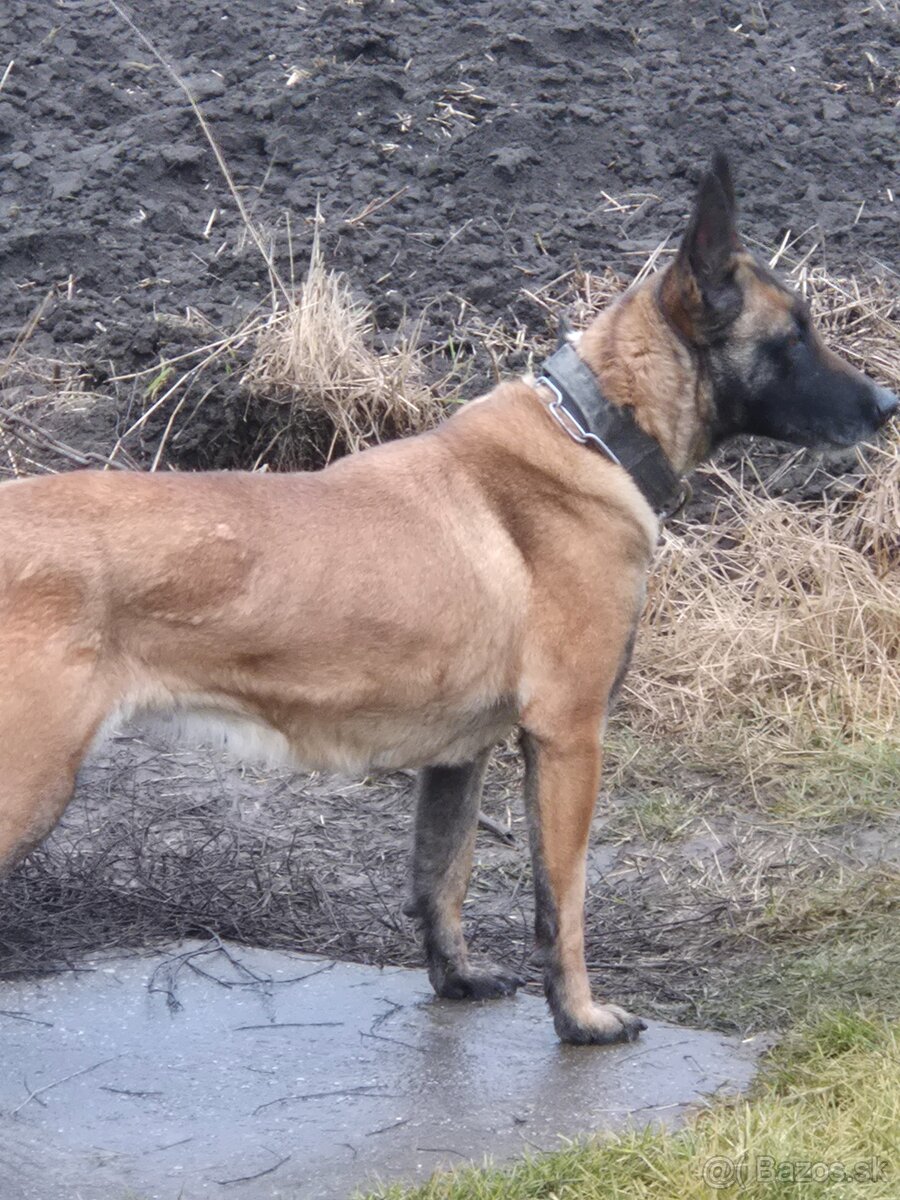 Belgický ovčiak malinois - 3