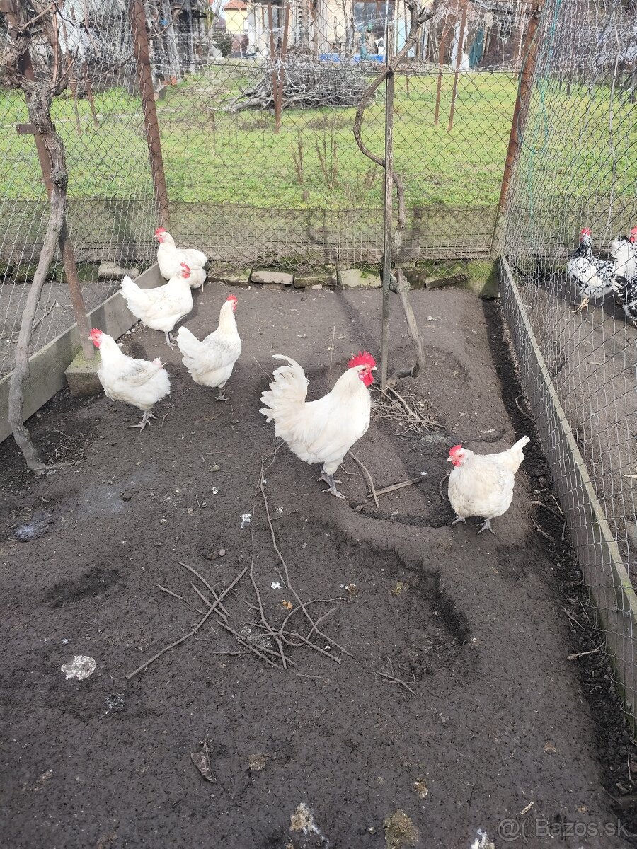 Bresse galouse ,Bresse - 3