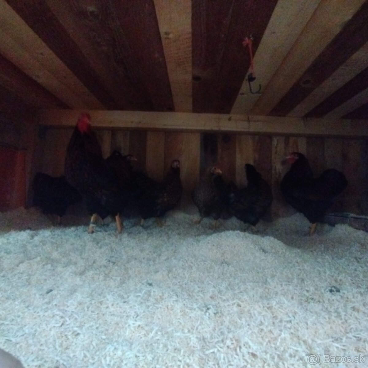 Násadové vajcia - 3