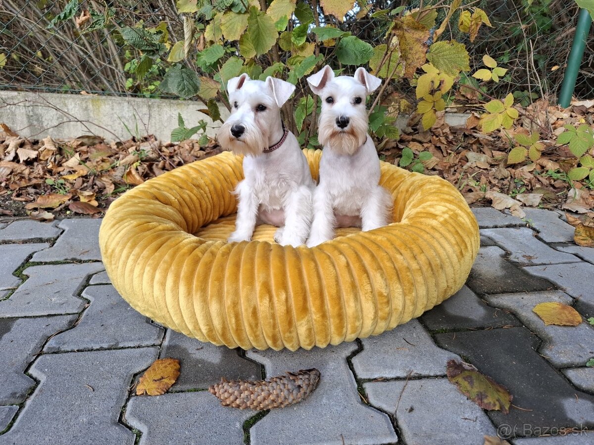 Bradáč malý biely - steniatka s PP sučky - 3