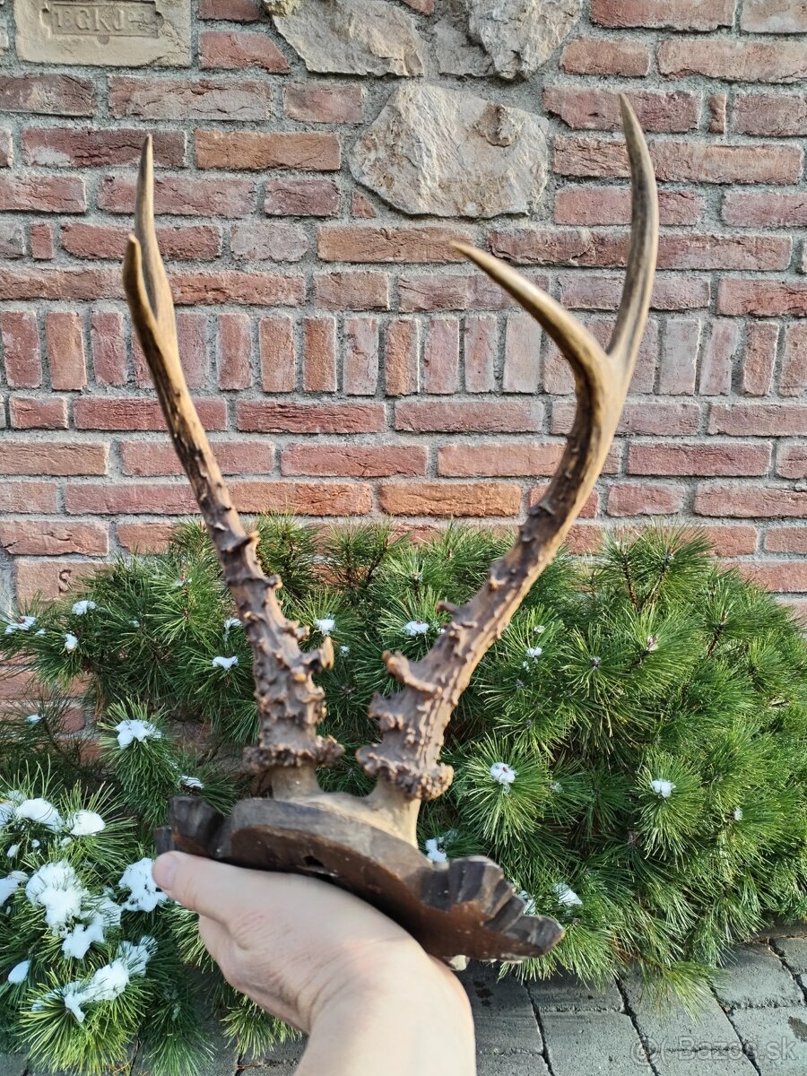 Trofej sibírsky srnec - 3