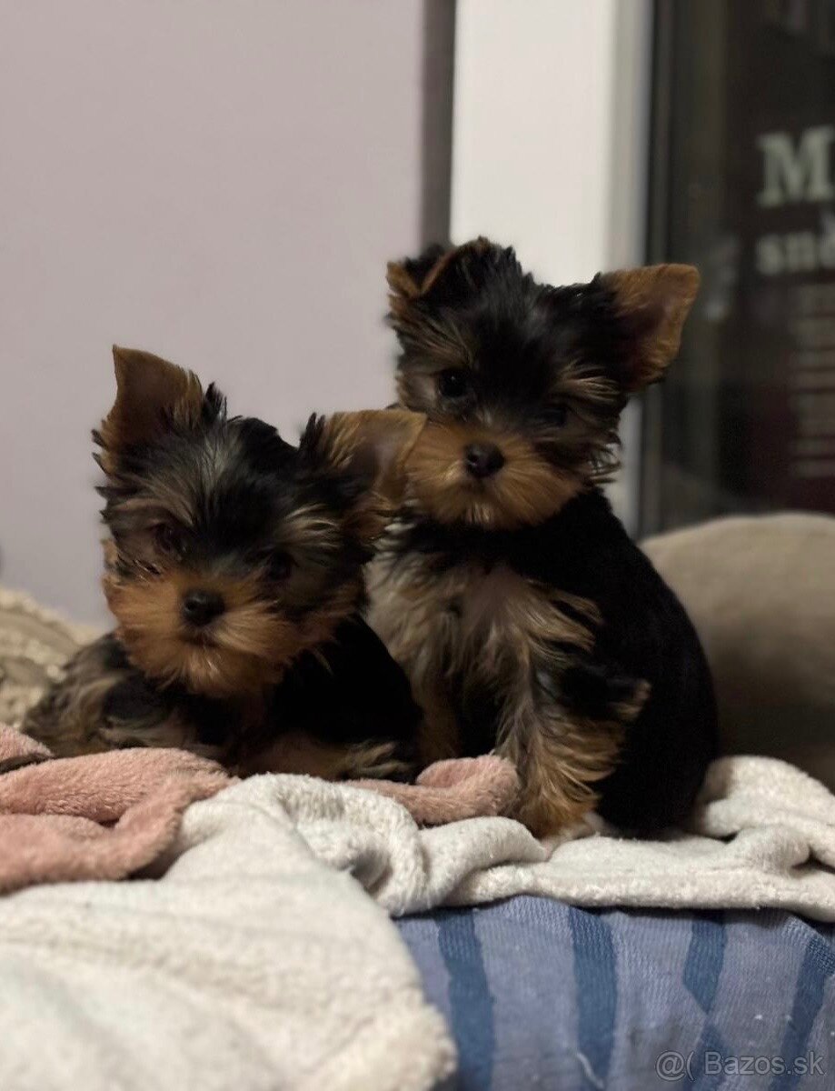 Yorkshirsky terier s PP - 3