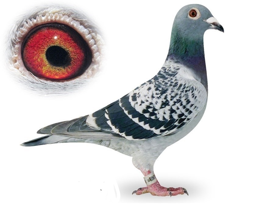 Poštové holuby - 3