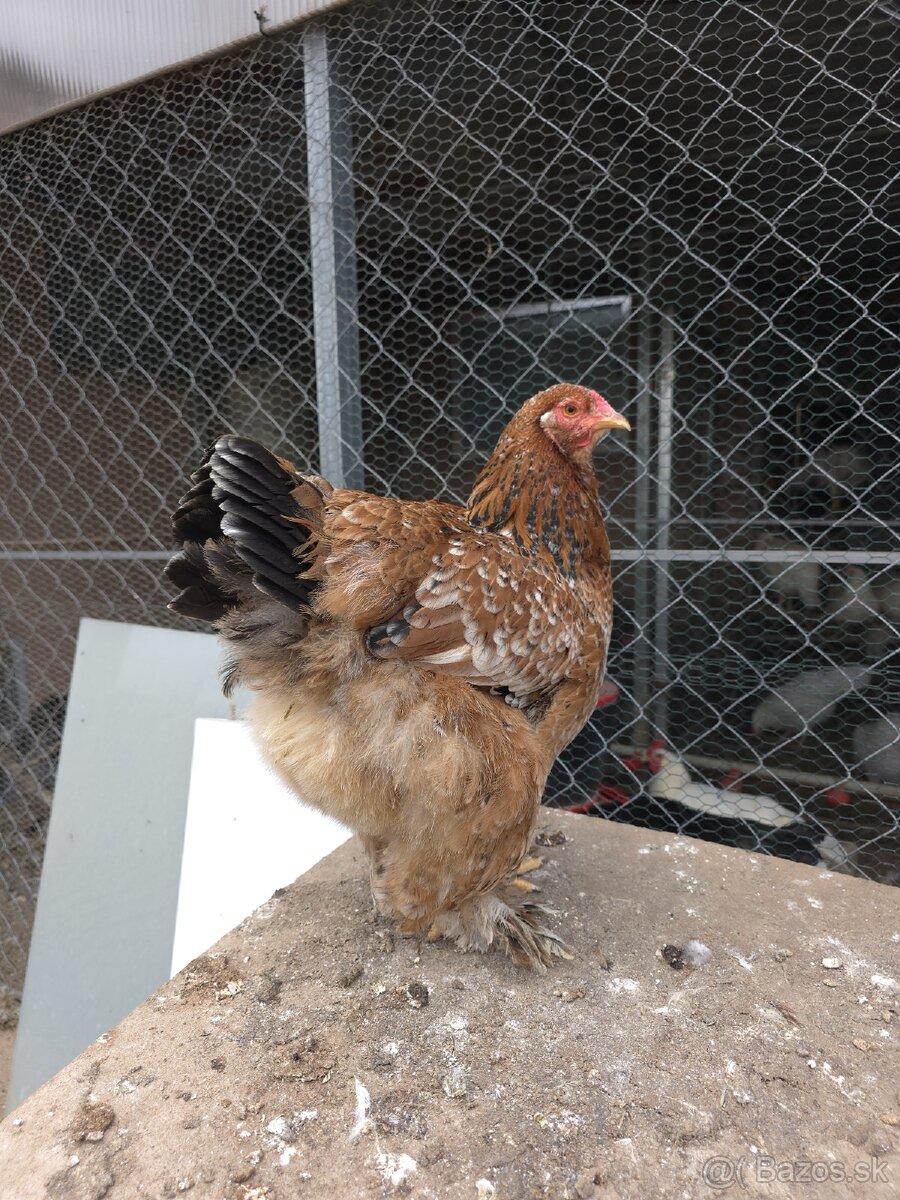 Nasadove vajíčka - 3