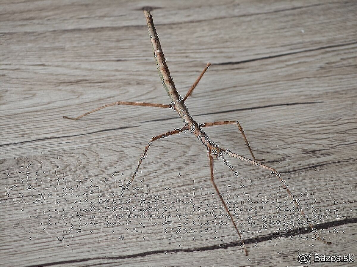 Pakobylka rožkatá - Medauroidea extradentata - 3