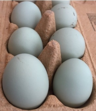 2-týždňové kuričky Dominant Blueshell BLS959 - 3