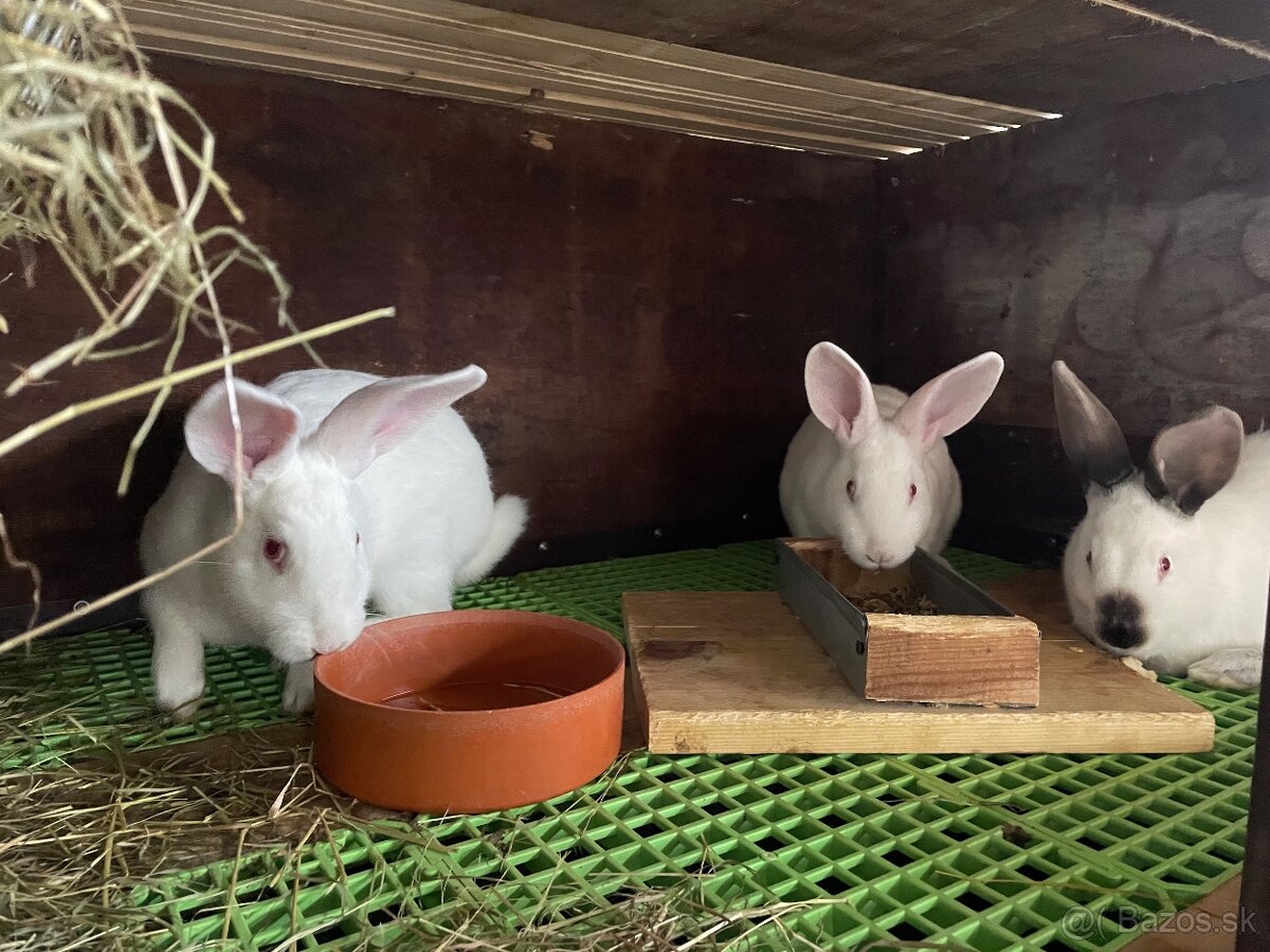 Predám zajace hyla samice-samce - 3