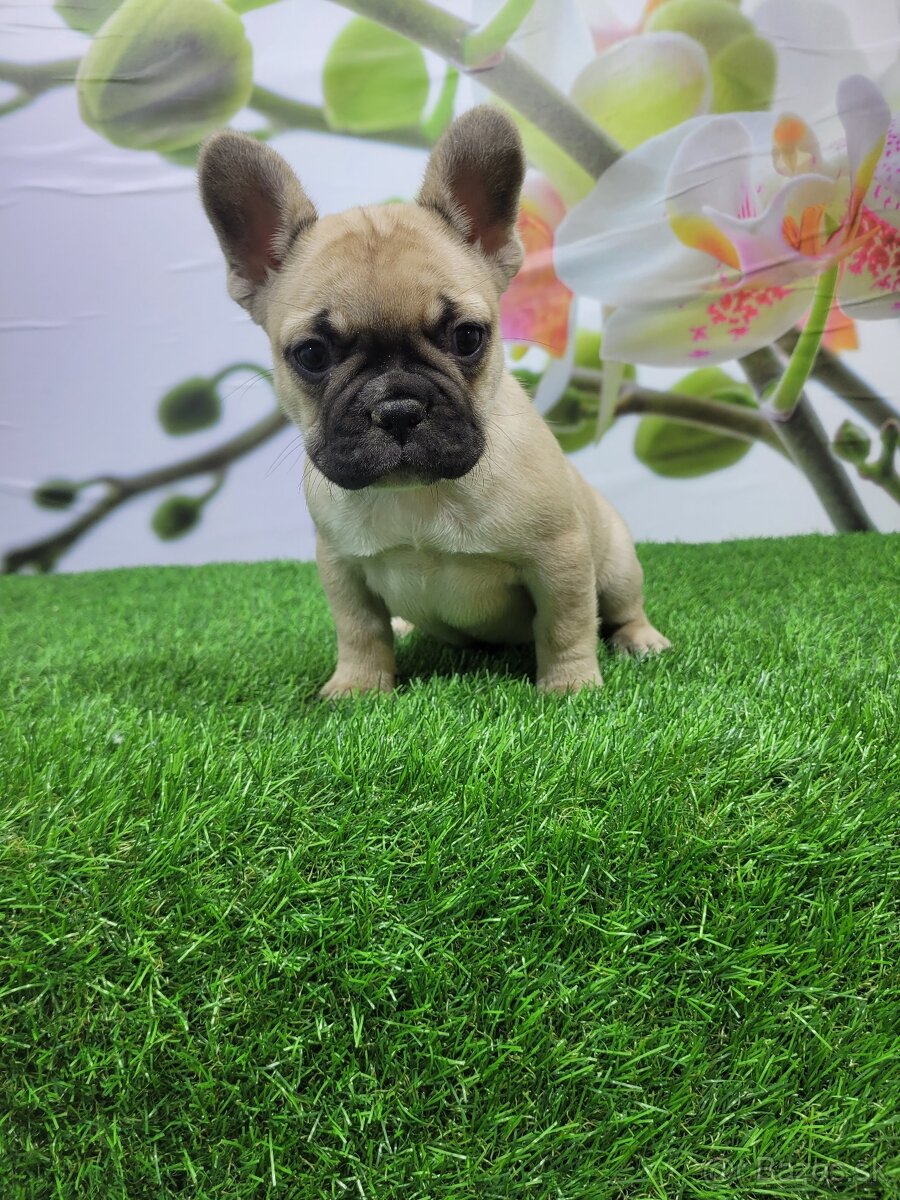 Francúzsky buldoček - 3
