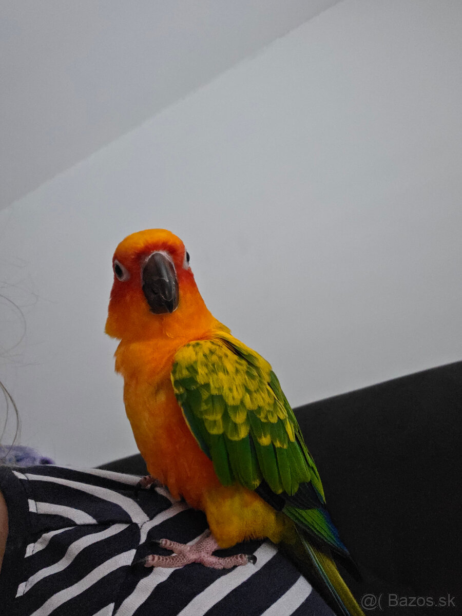 aratinga slnecna - 3