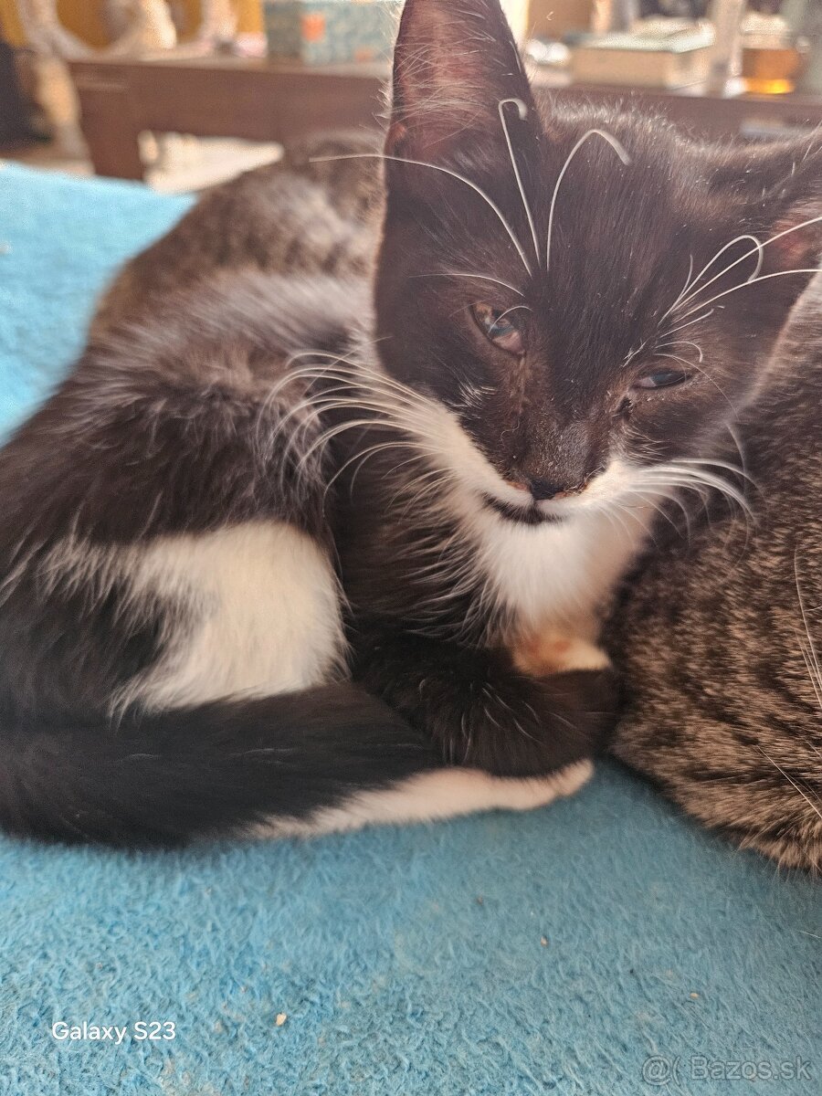 Darujem mačiatka - 3