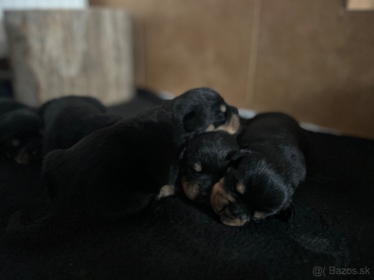 Predám šteniatka rotvajlera (RTW) - 3