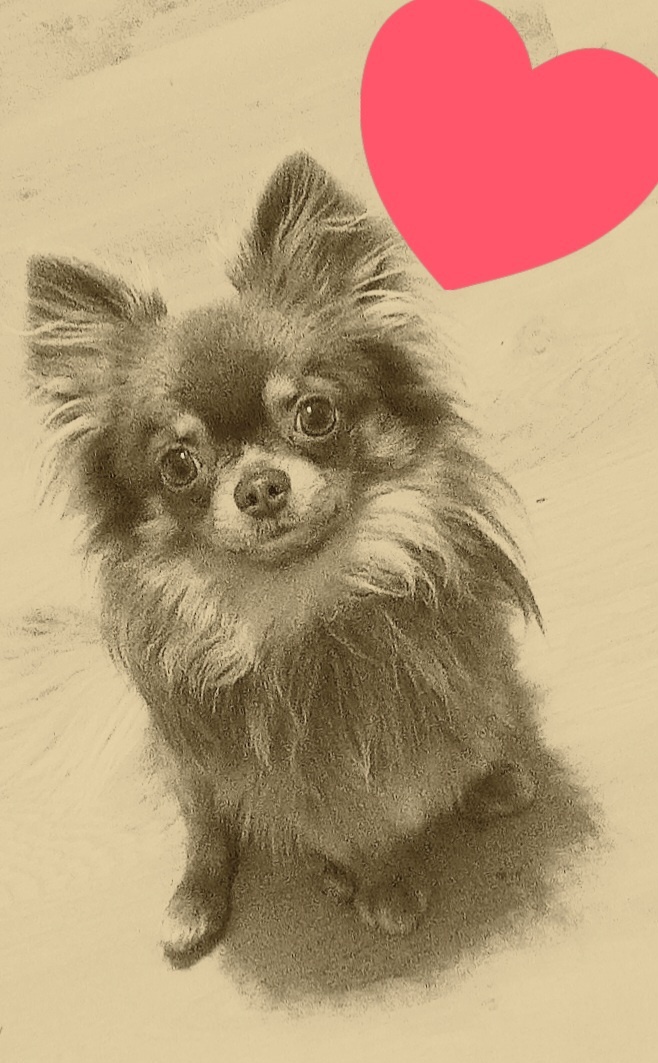 Ponúkam na krytie - 3