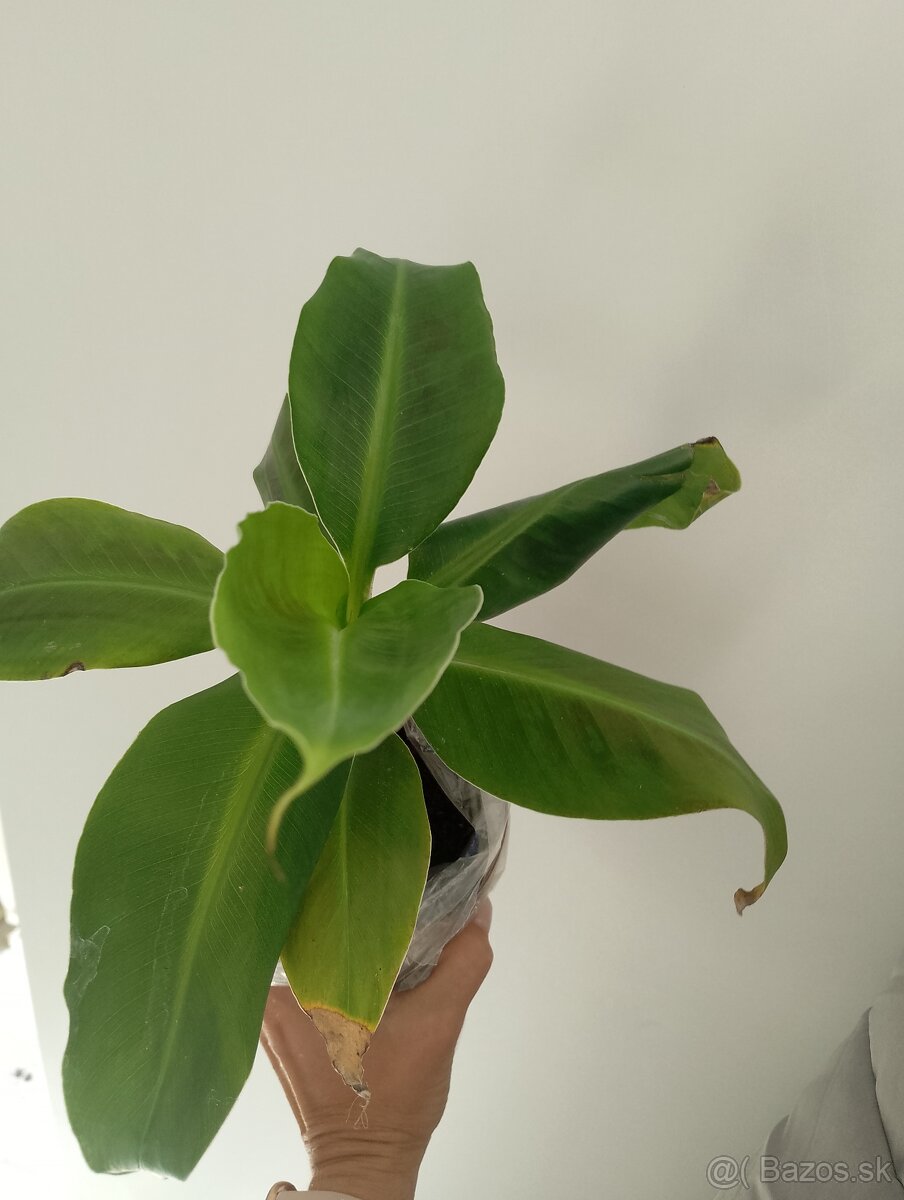 Bananovnik Dwarf Cavendish - 3