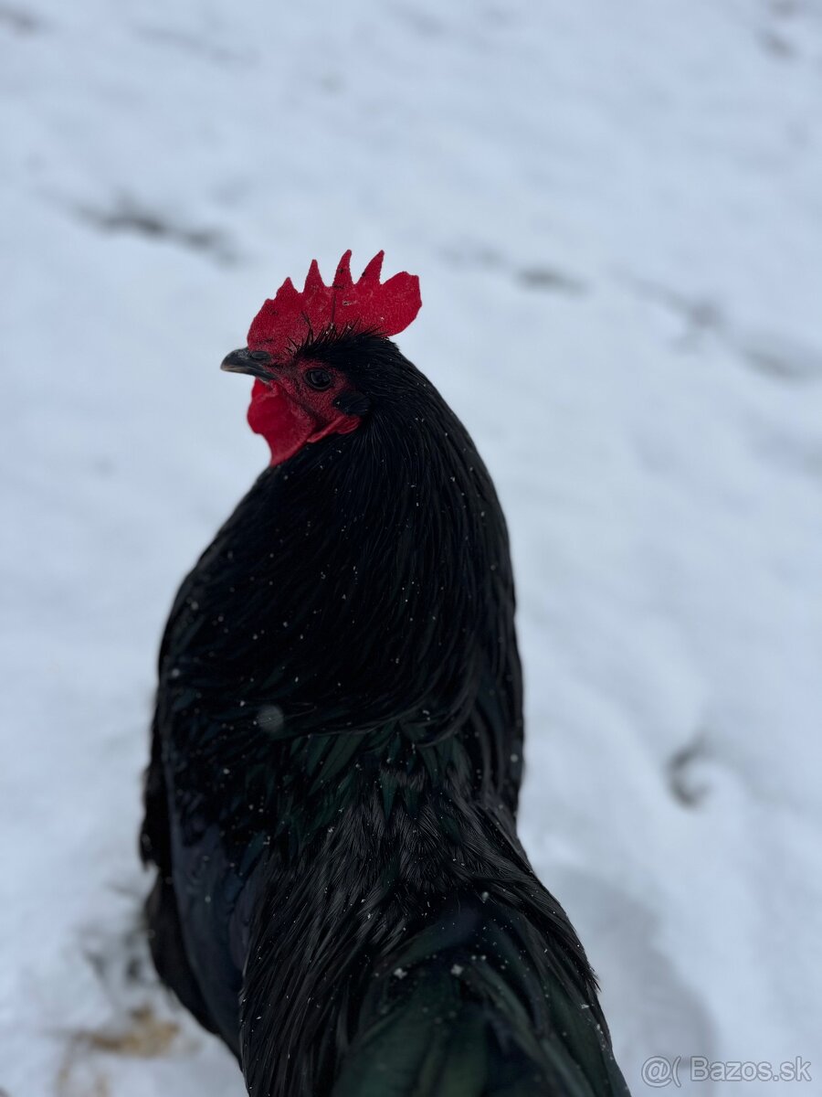 Predám kohútov Australorpky čiernej - 3