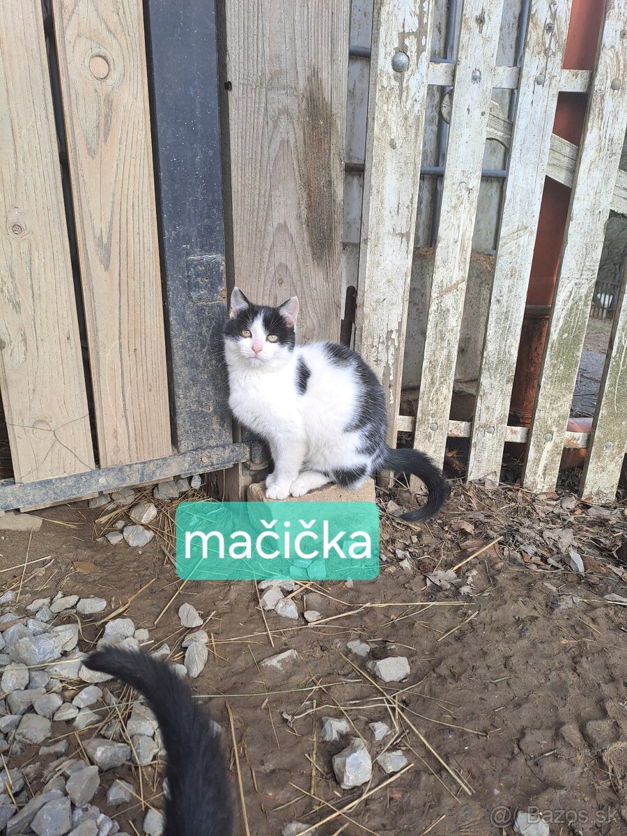 Darujem mačiatka - 3