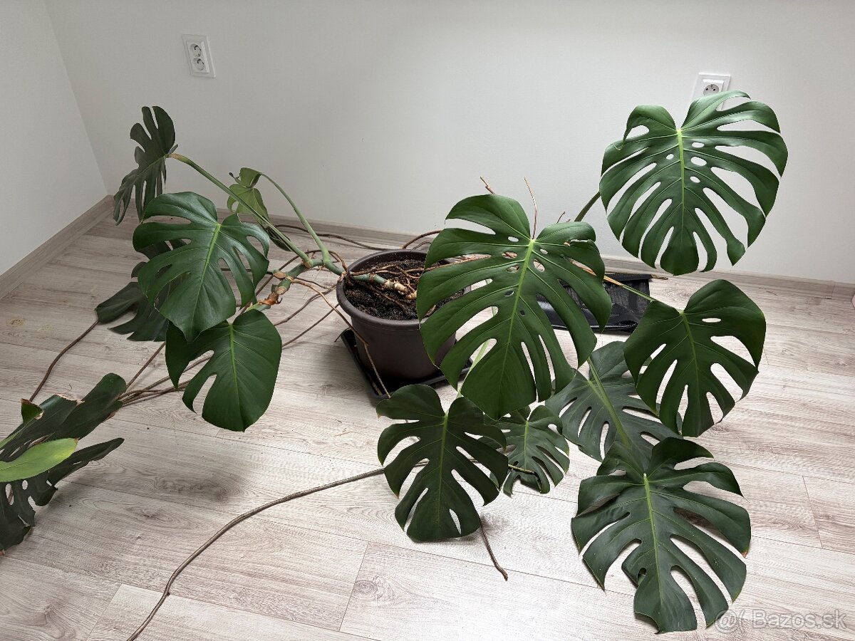 Monstera - 3
