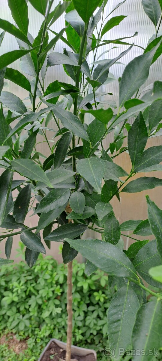 Mandarínkovník-Citrus Reticulata - 3