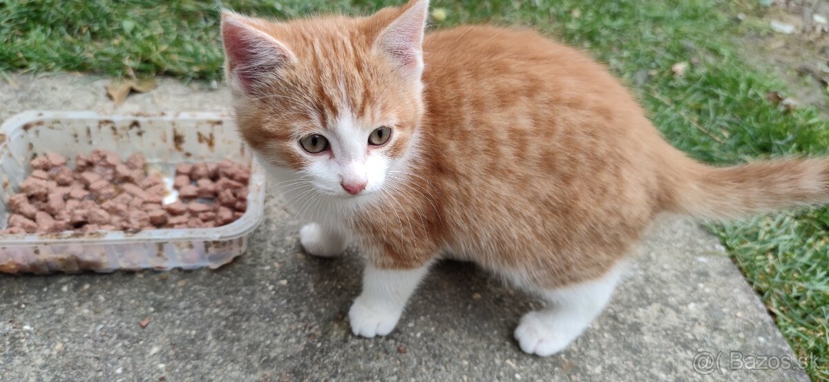 Darujem mačiatka - 3