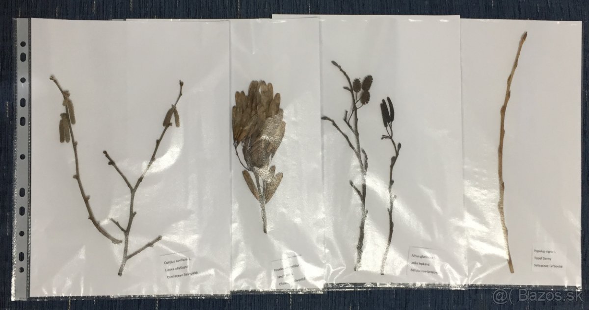 Predám herbár 2025, byliny, letné aj zimné púčiky drevín - 3