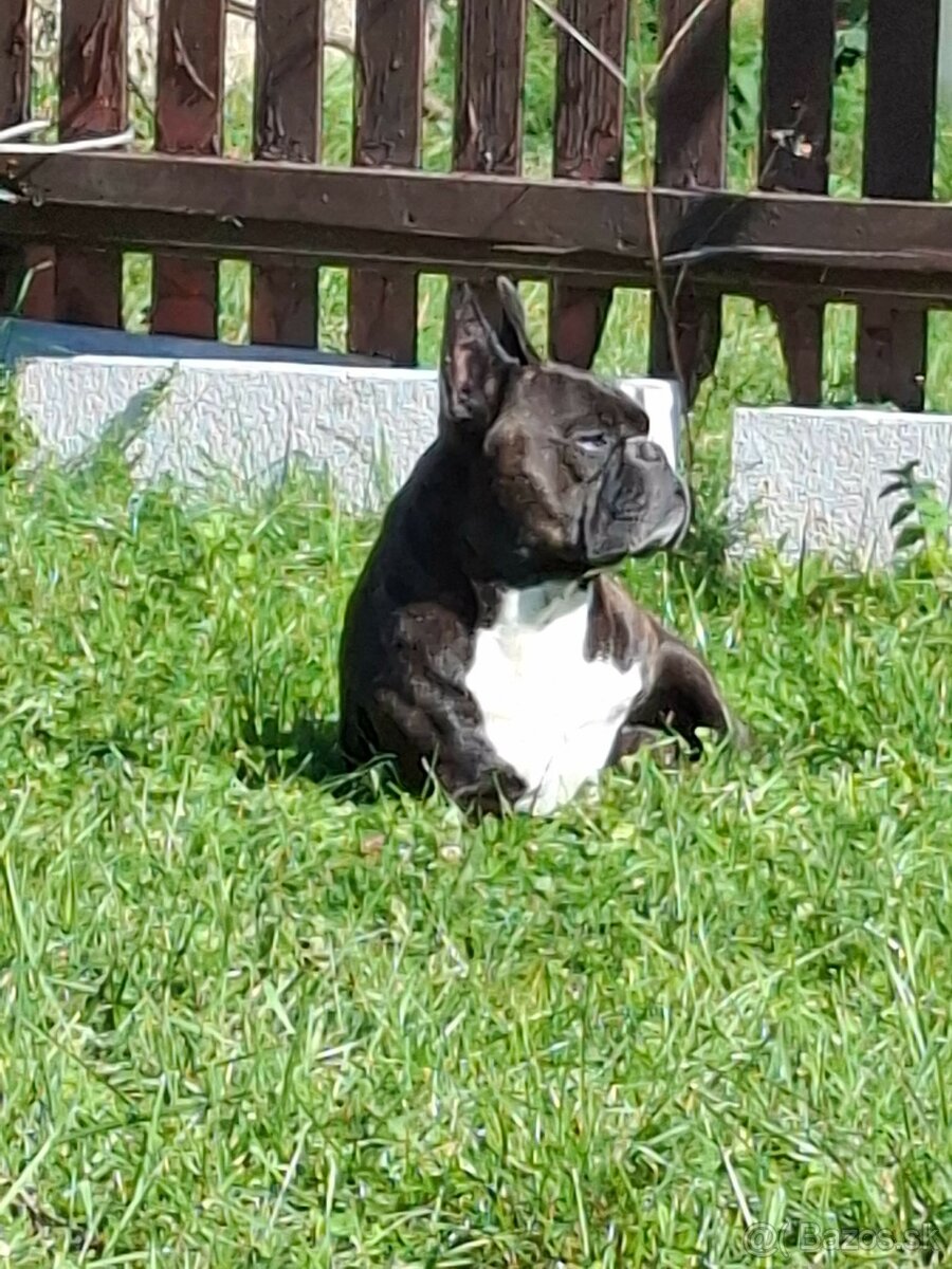 francouzský buldoček ke krytí - 3