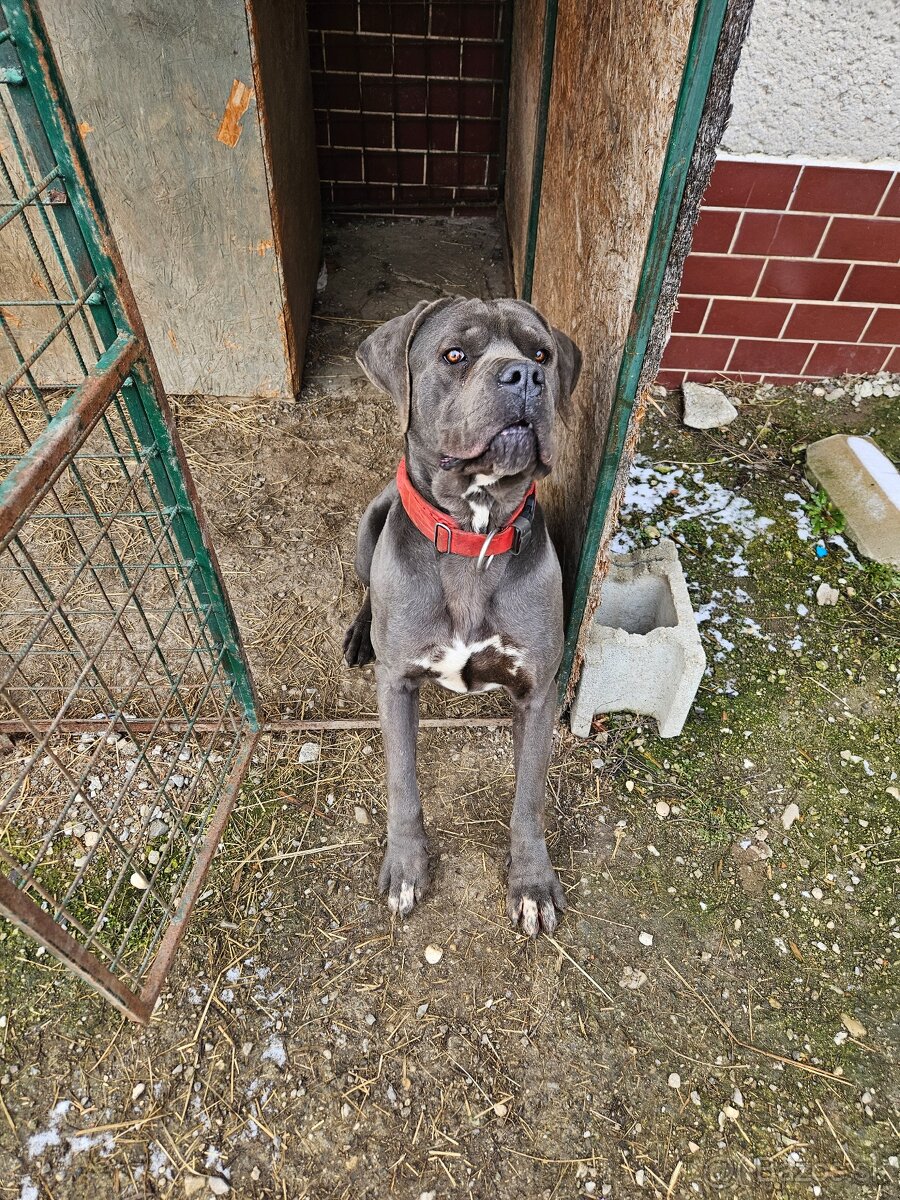 Cane Corso - 3