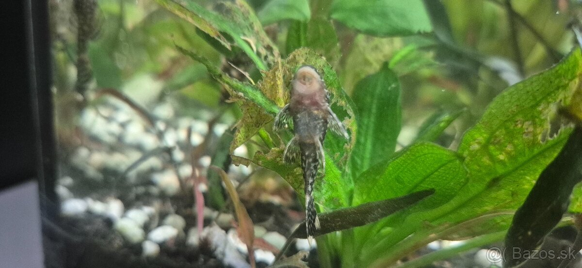 Predám prísavníkov obyčajných - 3