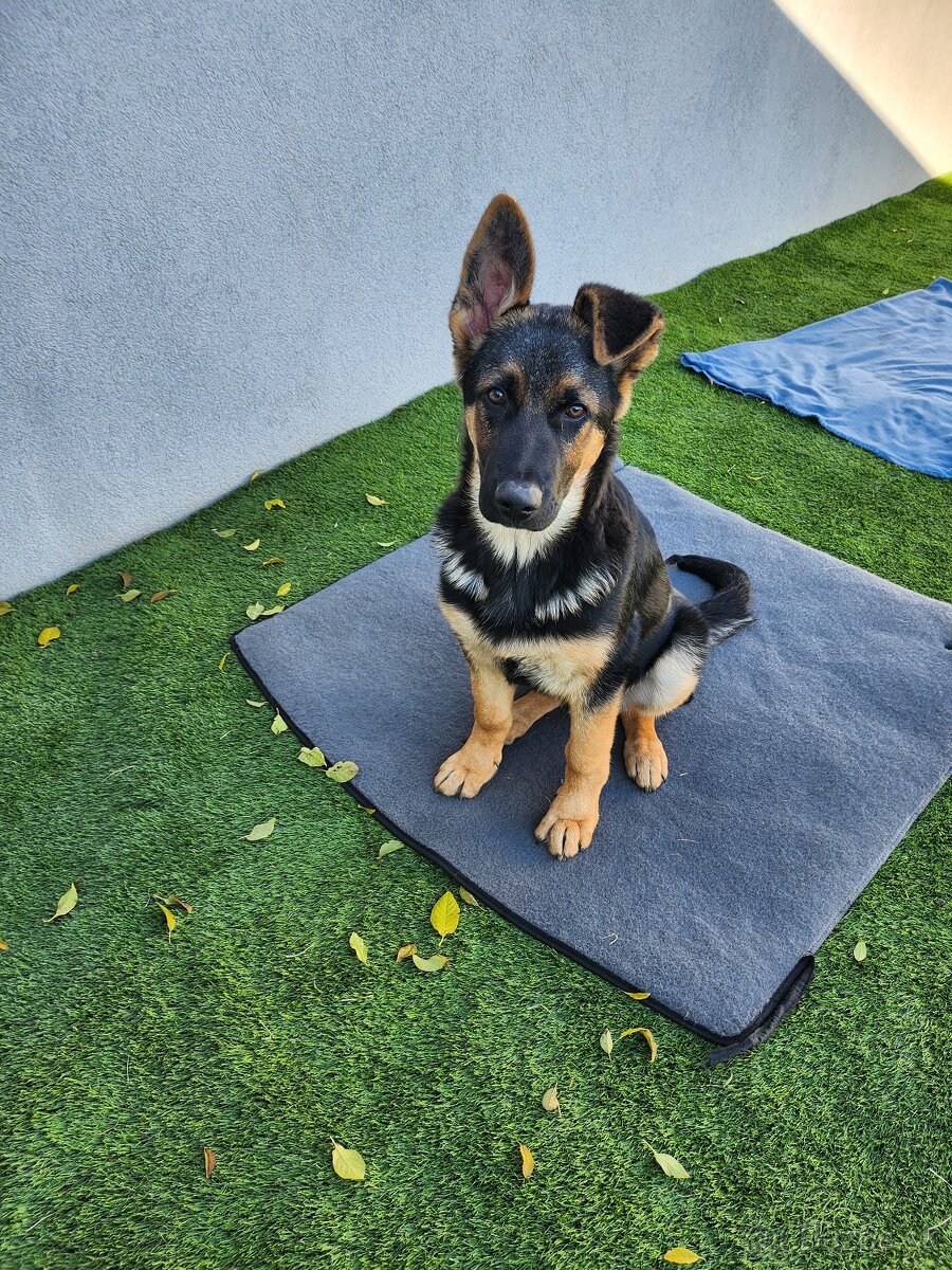 Nemecký Ovčiak - 3