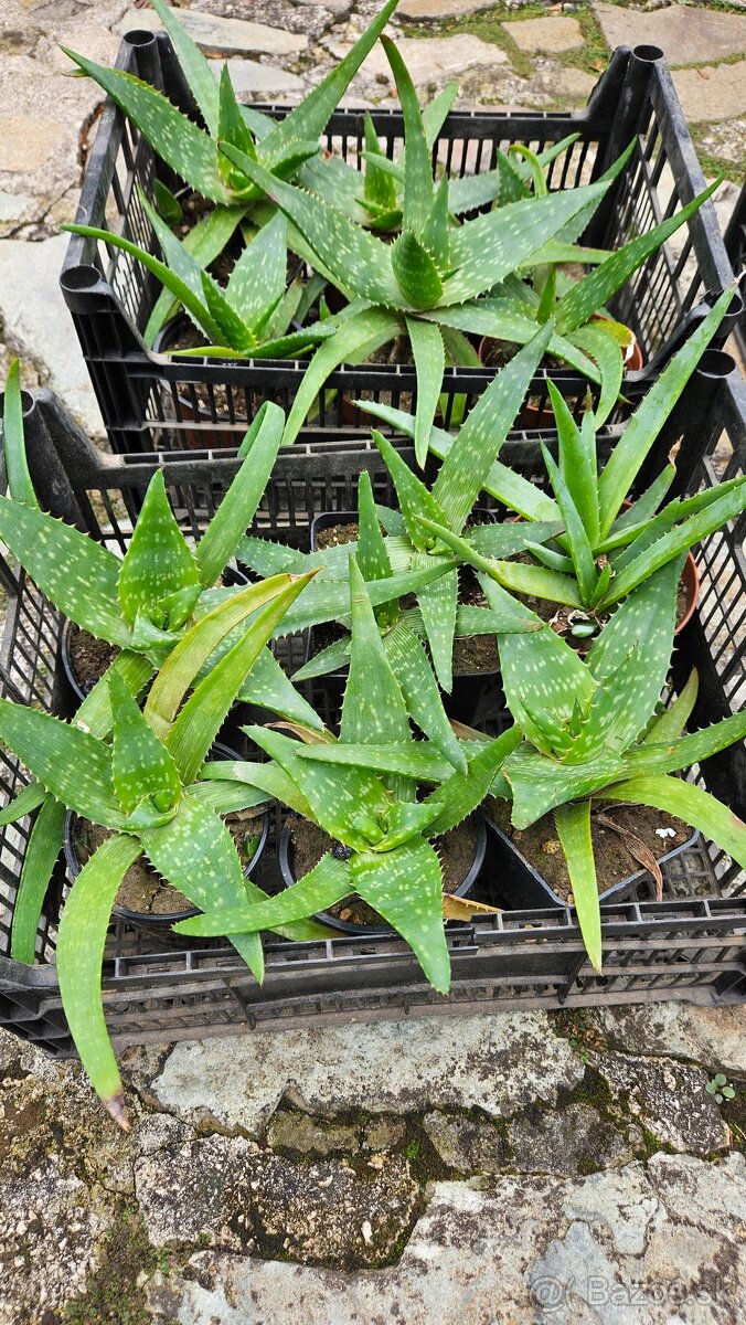 predám rastliny aloe vera - 3
