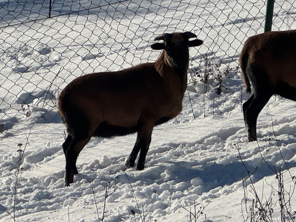 Predám kamerunské ovce - 3