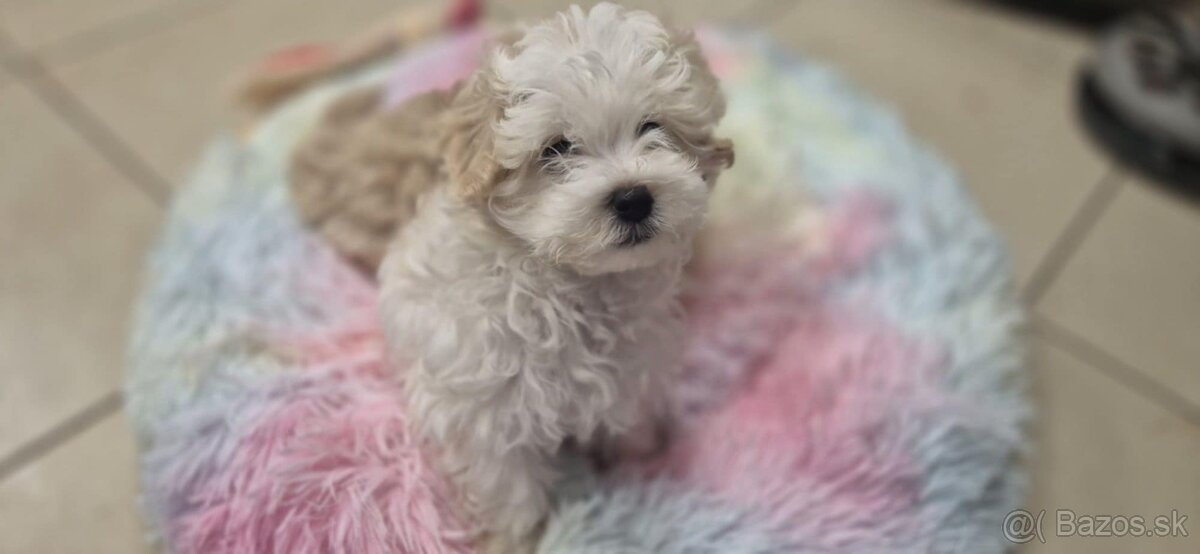 Maltipoo šteniatka - 3