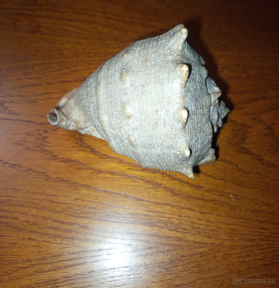 morská mušľa Prilbovka (Cassis) - 3