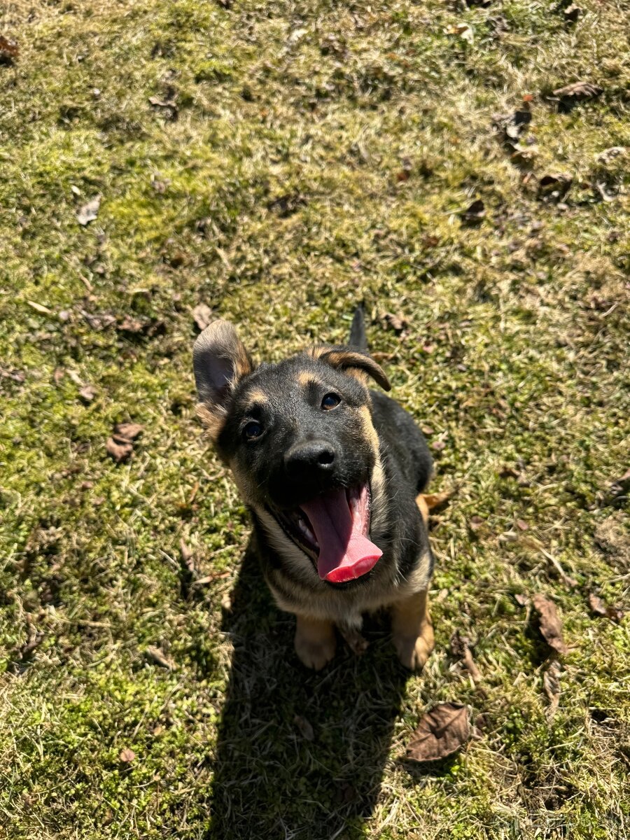 Nemecky ovčiak kríženec - 3